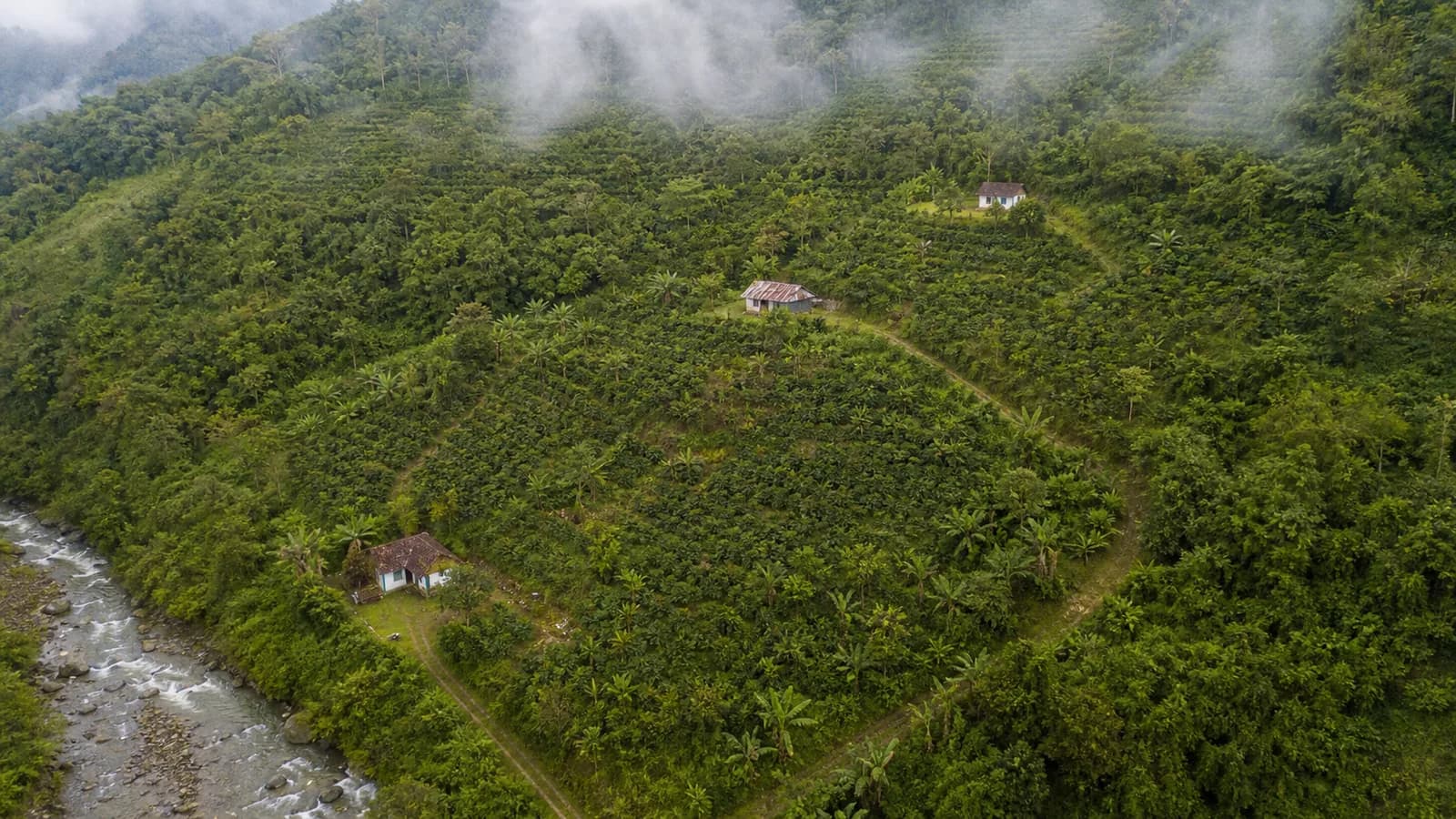 Vista aérea fotográfica de tres fincas de cacao en una montaña colombiana
