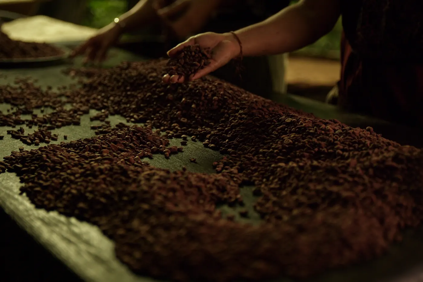 Proceso de selección de granos de cacao